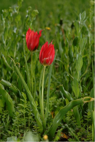 Tulipa agenensis (8) [800x600].JPG