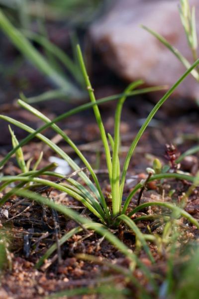 Isoetes duriei (2) [800x600].JPG