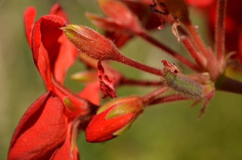 Cacyreus marshalli, chenille 4.JPG