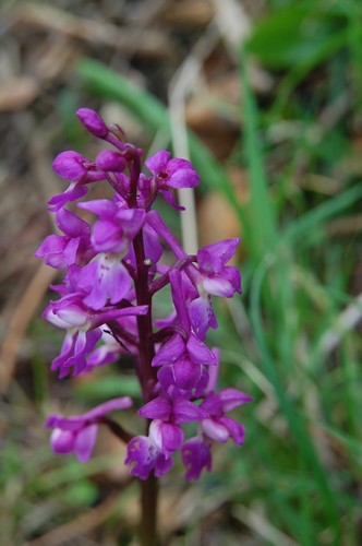 Orchis mascula.JPG