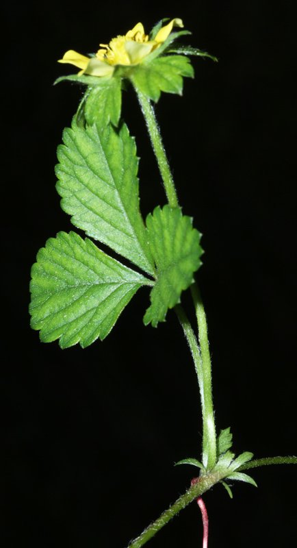 Potentilla sp red 1.jpg