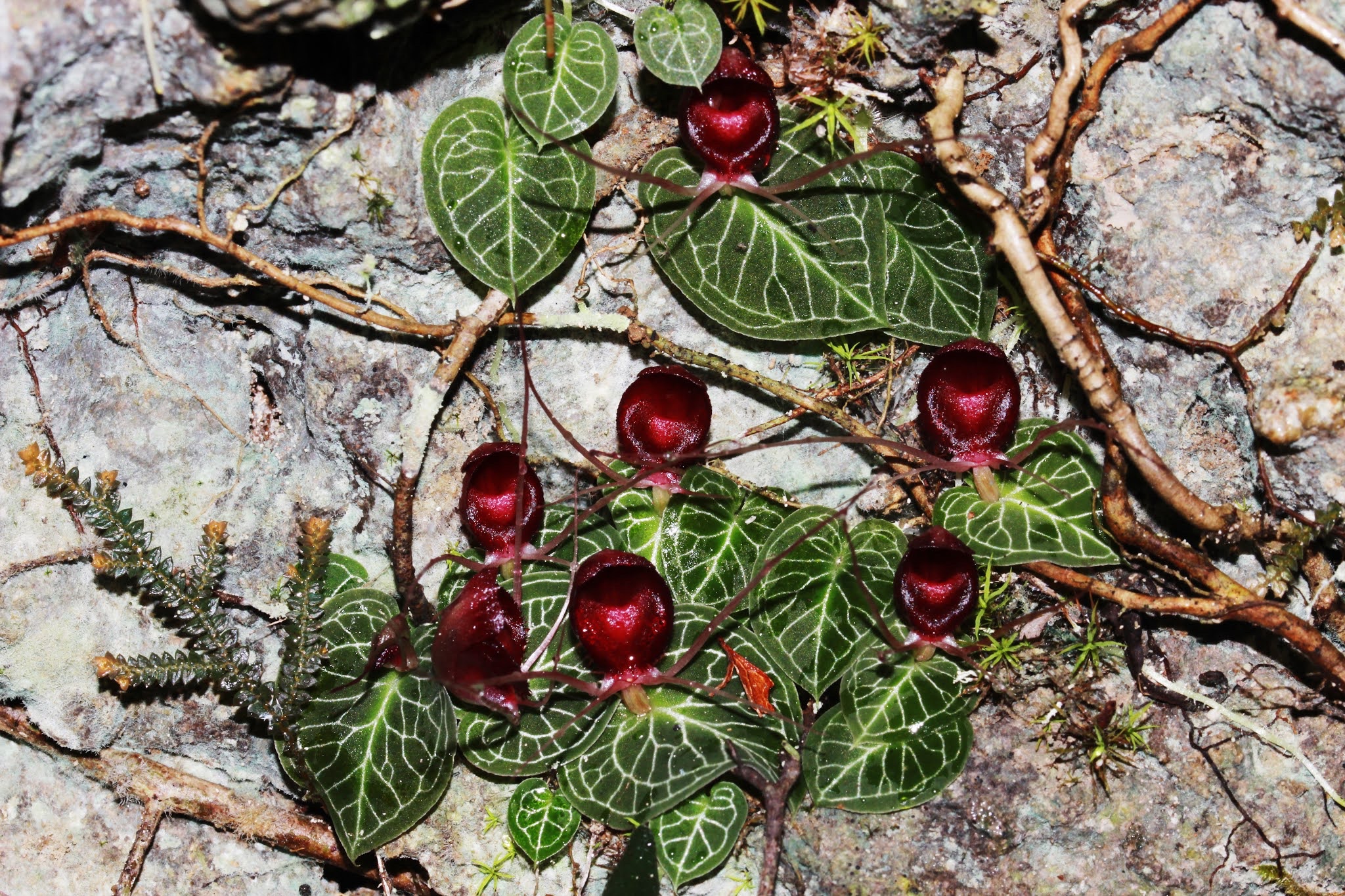 Corybas_boholensis-novataxa_2020-Tandang_Bustam_Reyes_et_Lyon__@PhTaxa.jpg