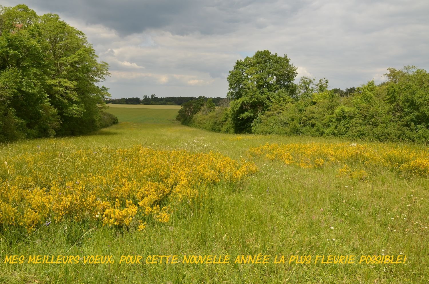 printemps en IDF.JPG