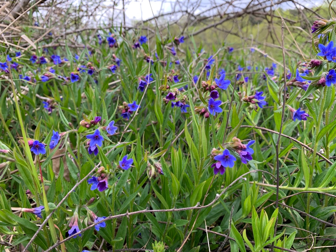 Buglossoides purpurocaerulea (1).jpg