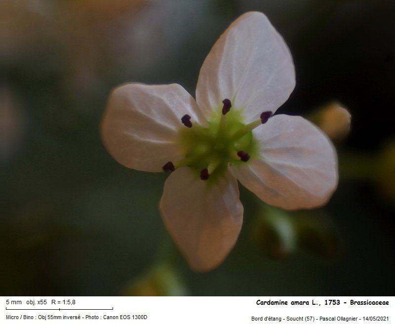 Cardamine_amara_l_1753_-_brassicaceae_05.jpg