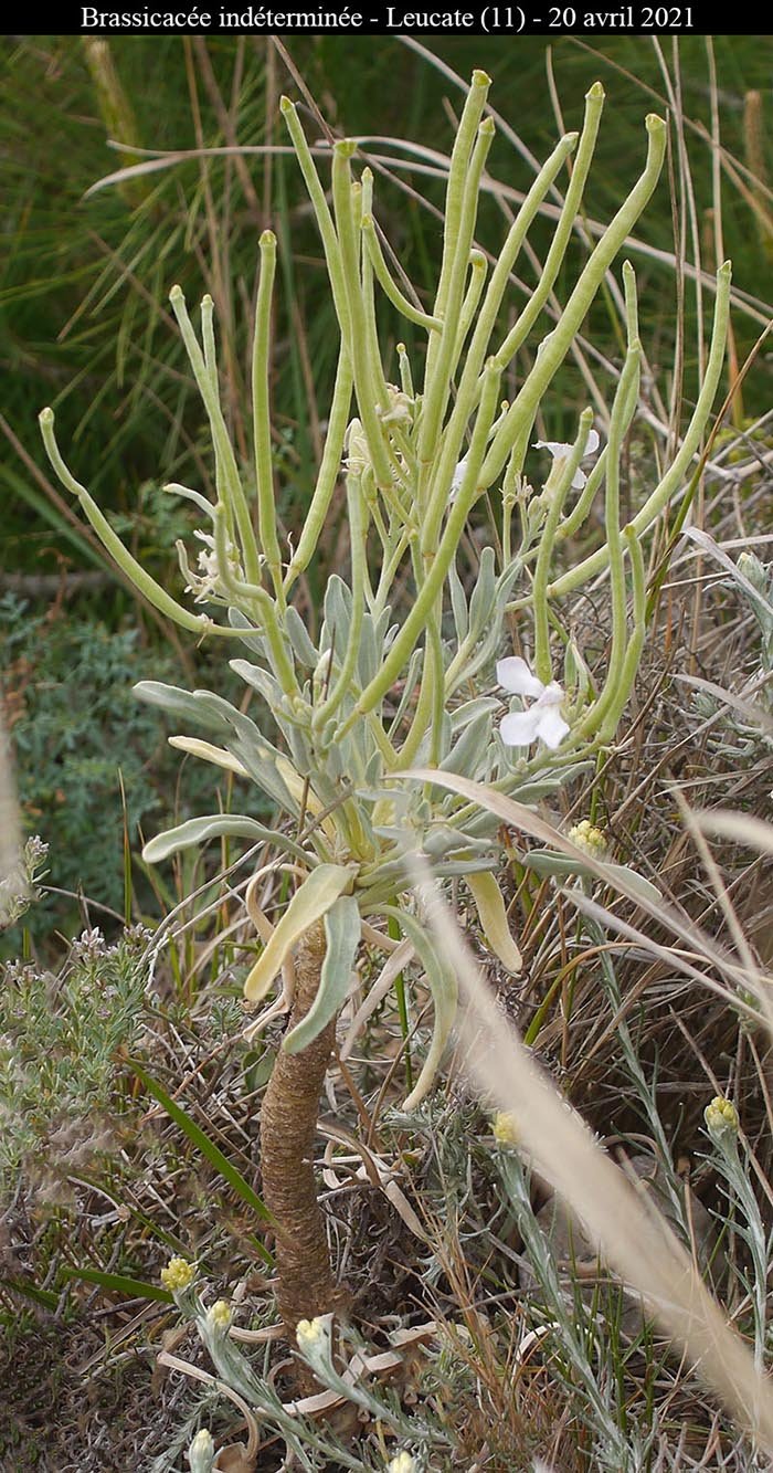 Brassicacée ind-1a-Leucate-20 04 2021-LG2.jpg