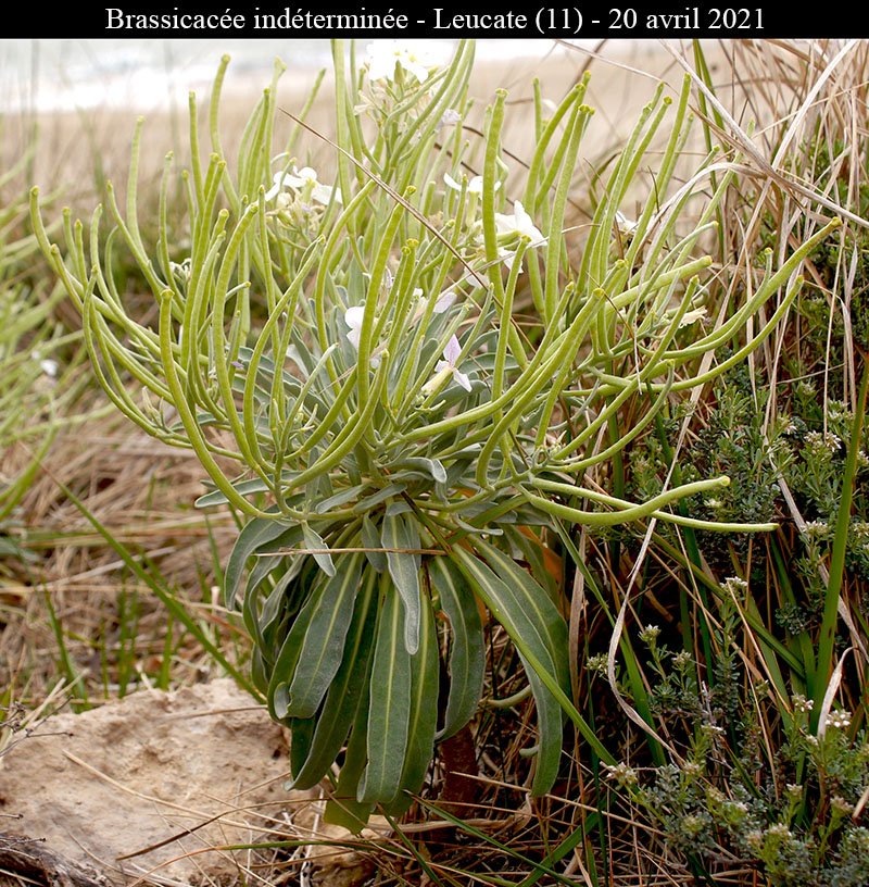 Brassicacée ind-1b-Leucate-20 04 2021-LG.jpg