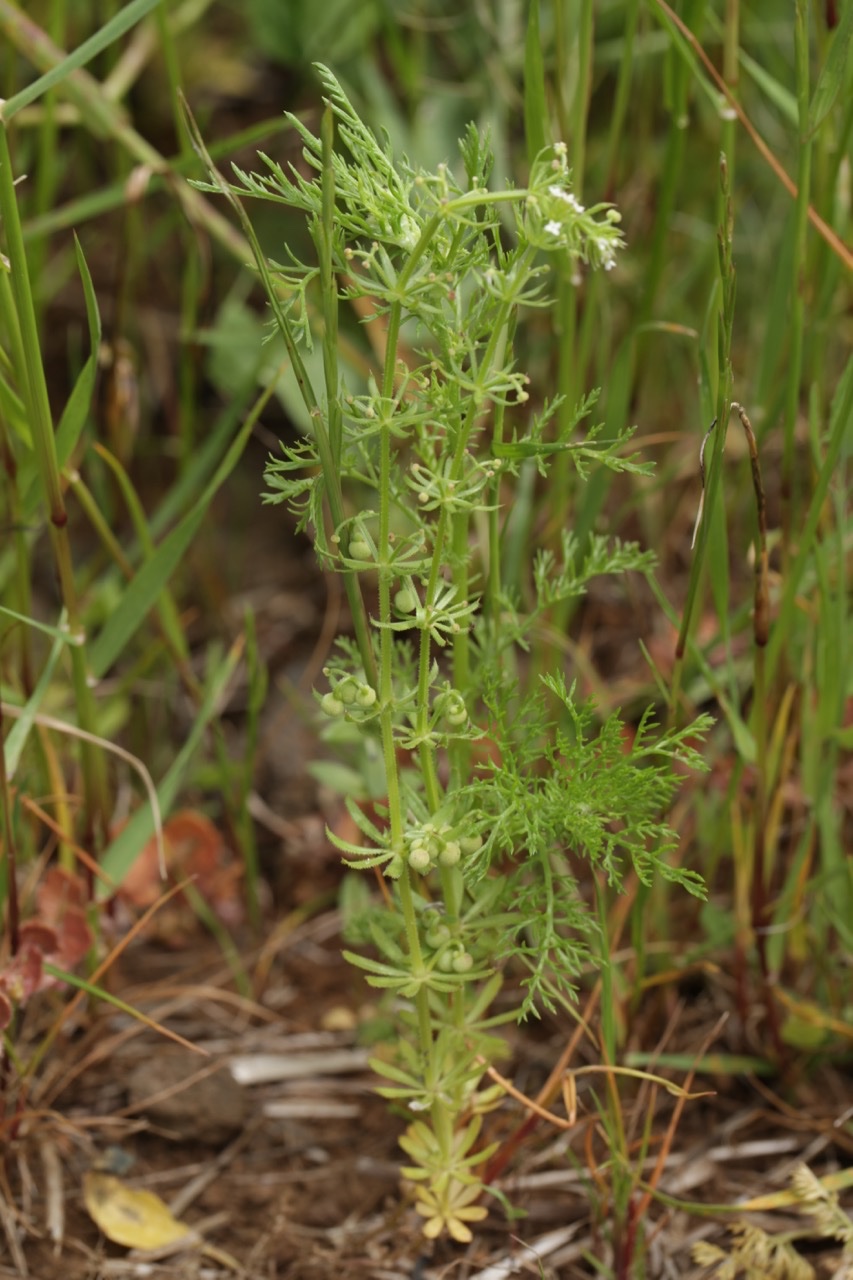 Galium tricornutum.jpg