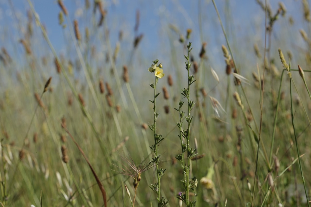 Verbascum orientale.jpg