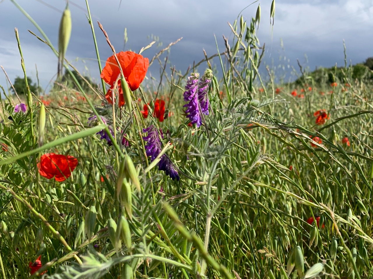 Vicia villosa.jpg