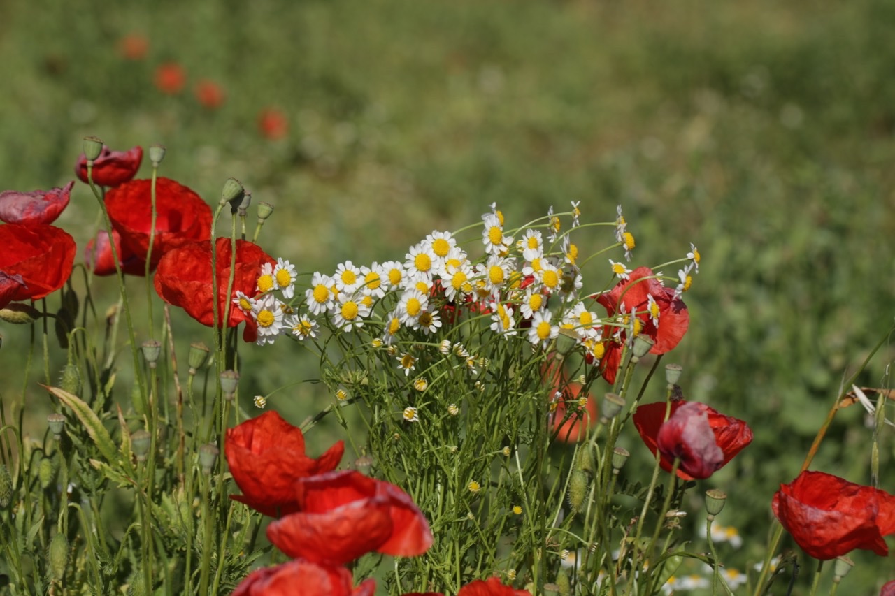 Anthemis cotula.jpg