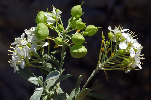 Alyssum_macrocarpum.jpg