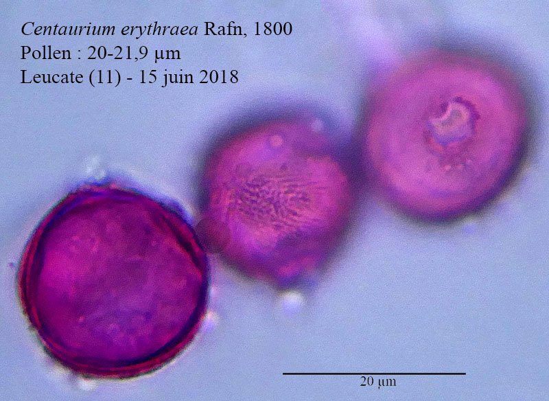 Centaurium erythraea-4c-Leucate-16 06 2018-LG.jpg