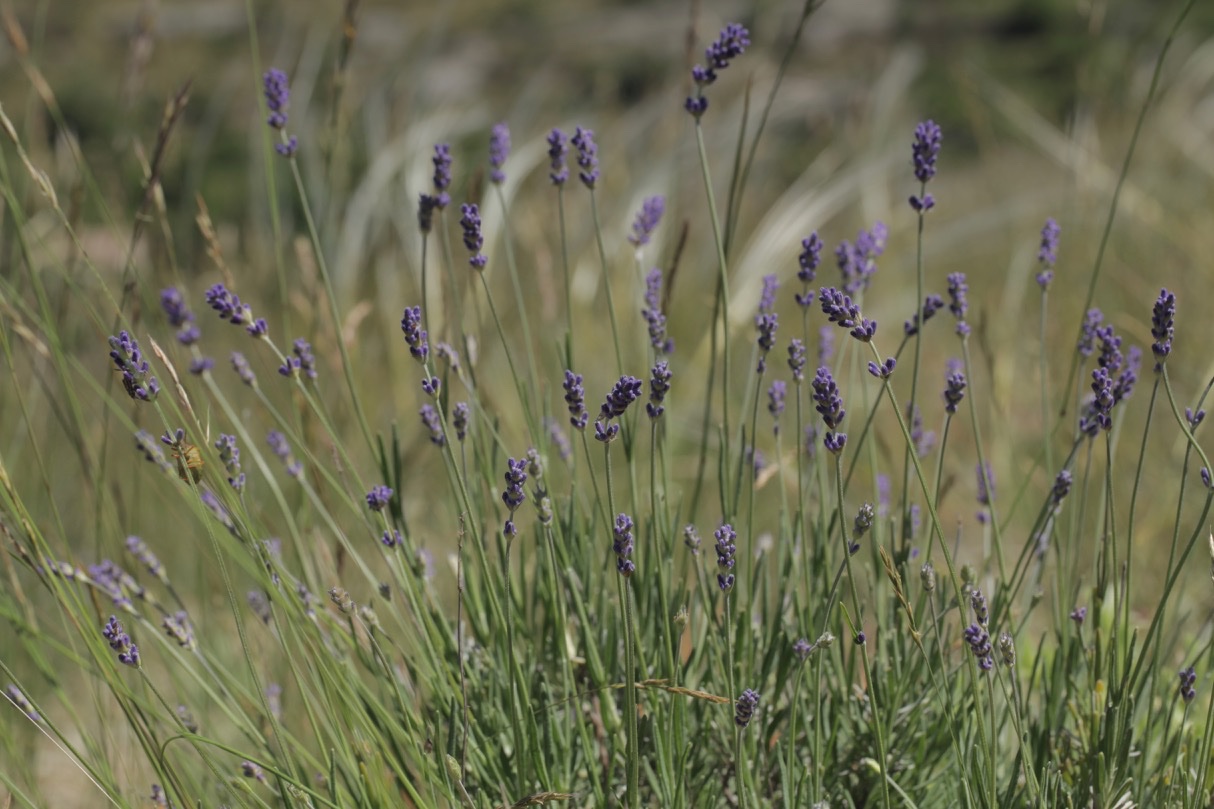 Lavandula angustifolia (1).jpg