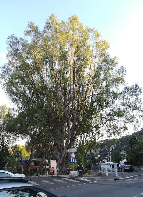 eucalyptus cf. globulus kult. villefranche-sur-mer riviera seealpen mediterran frankreich 20210803_191459.jpg