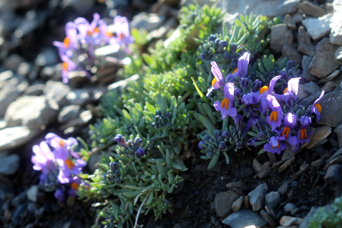 Linaria alpina_IMG_5714.JPG