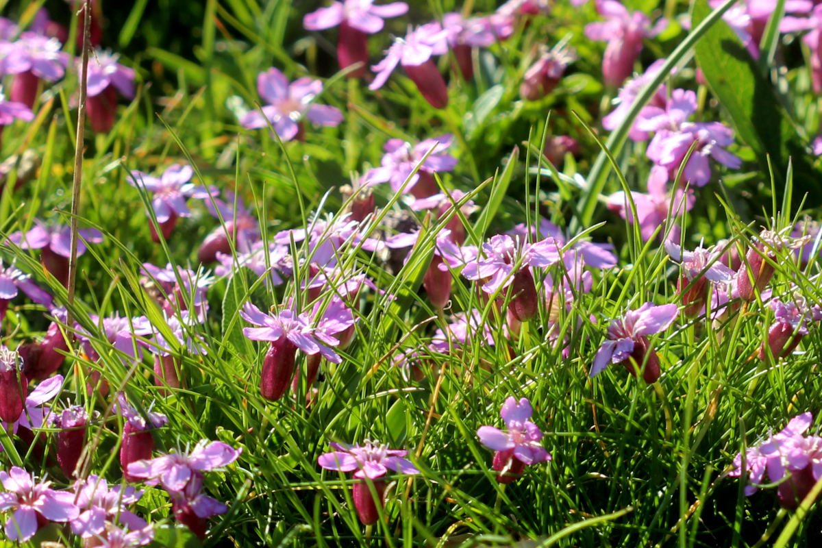 Silene acaulis_det_IMG_5727.JPG