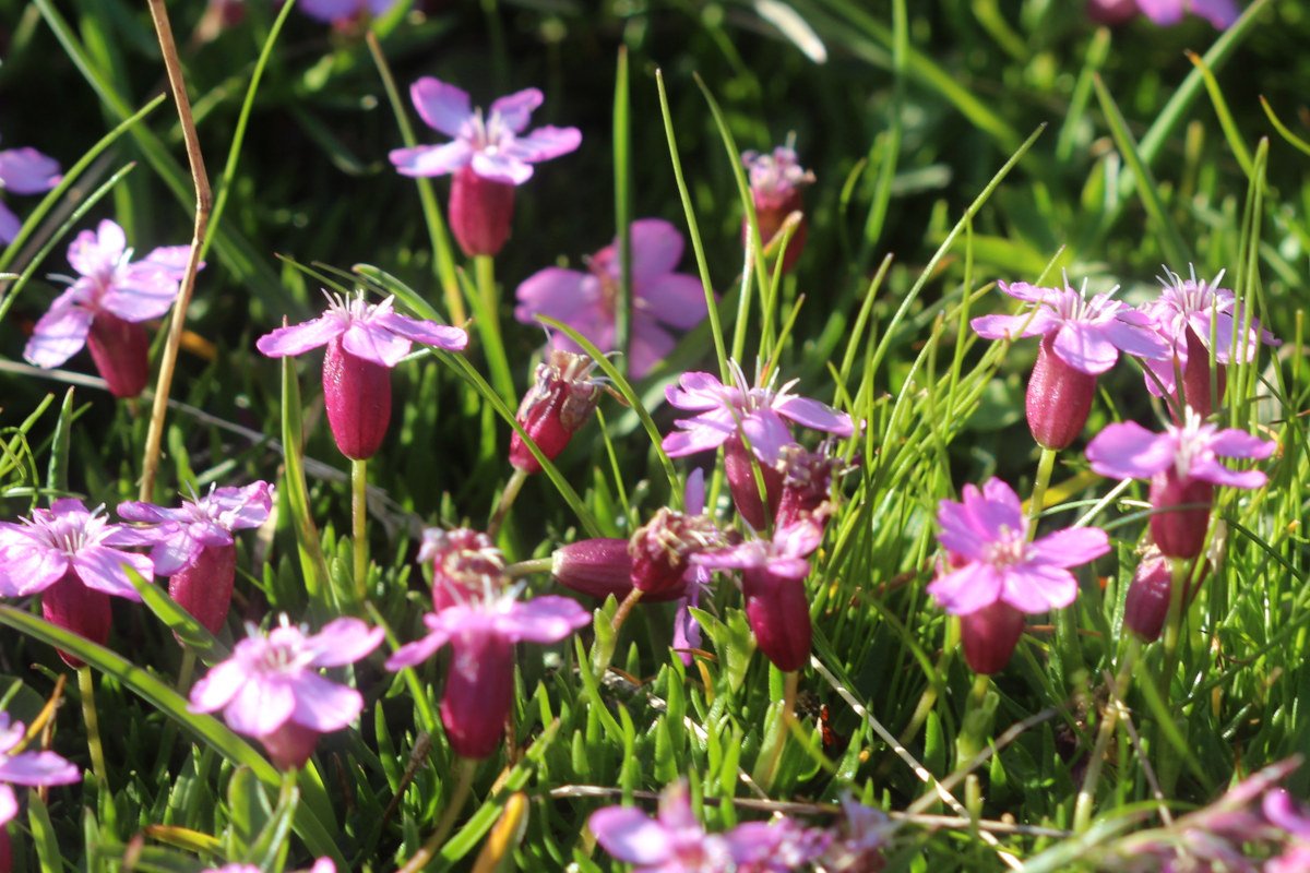 Silene acaulis_IMG_5731.JPG