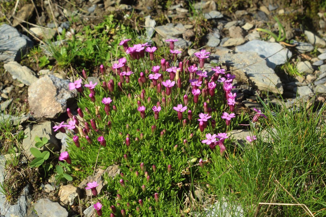 Silene acaulis_IMG_5751.JPG