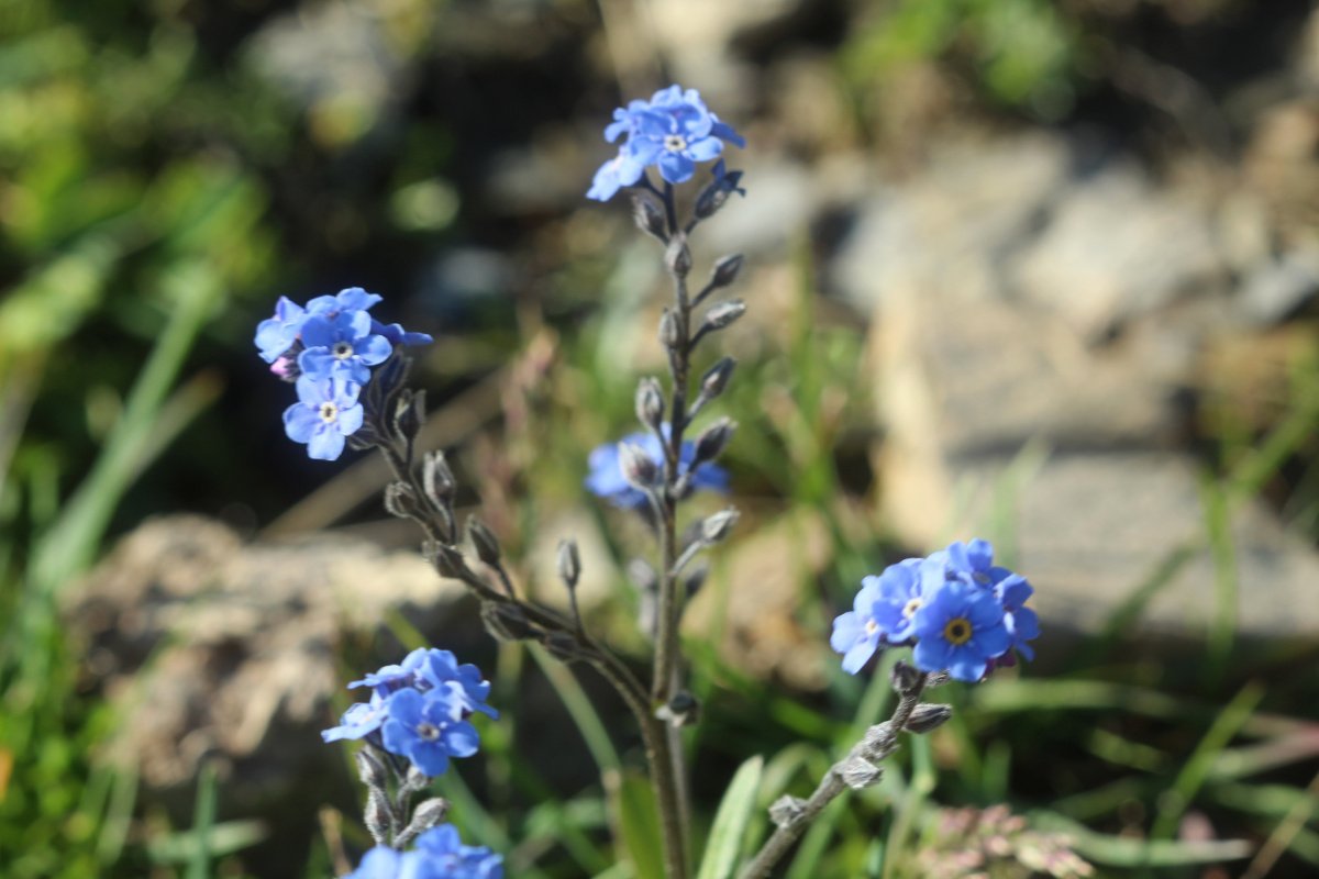 Myosotis alpestris_IMG_5734.JPG