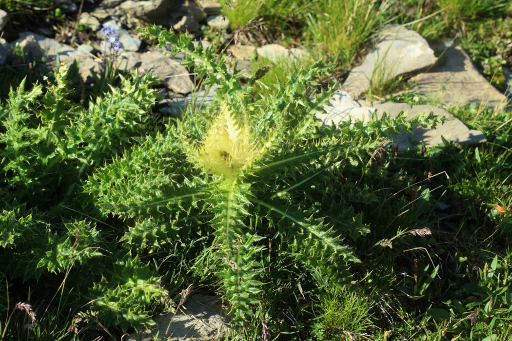 Cirsium spinosissimum_IMG_5738.JPG