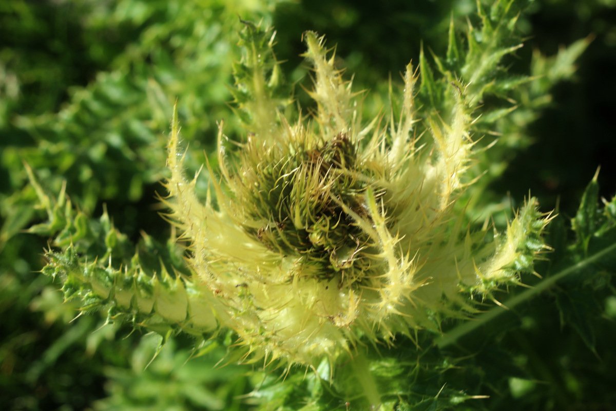 Cirsium spinosissimum_IMG_5739.JPG