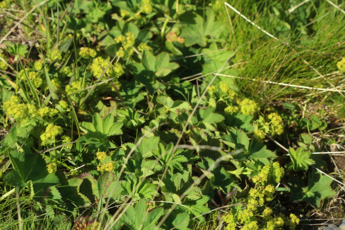 Alchemilla monticola_IMG_5748.JPG