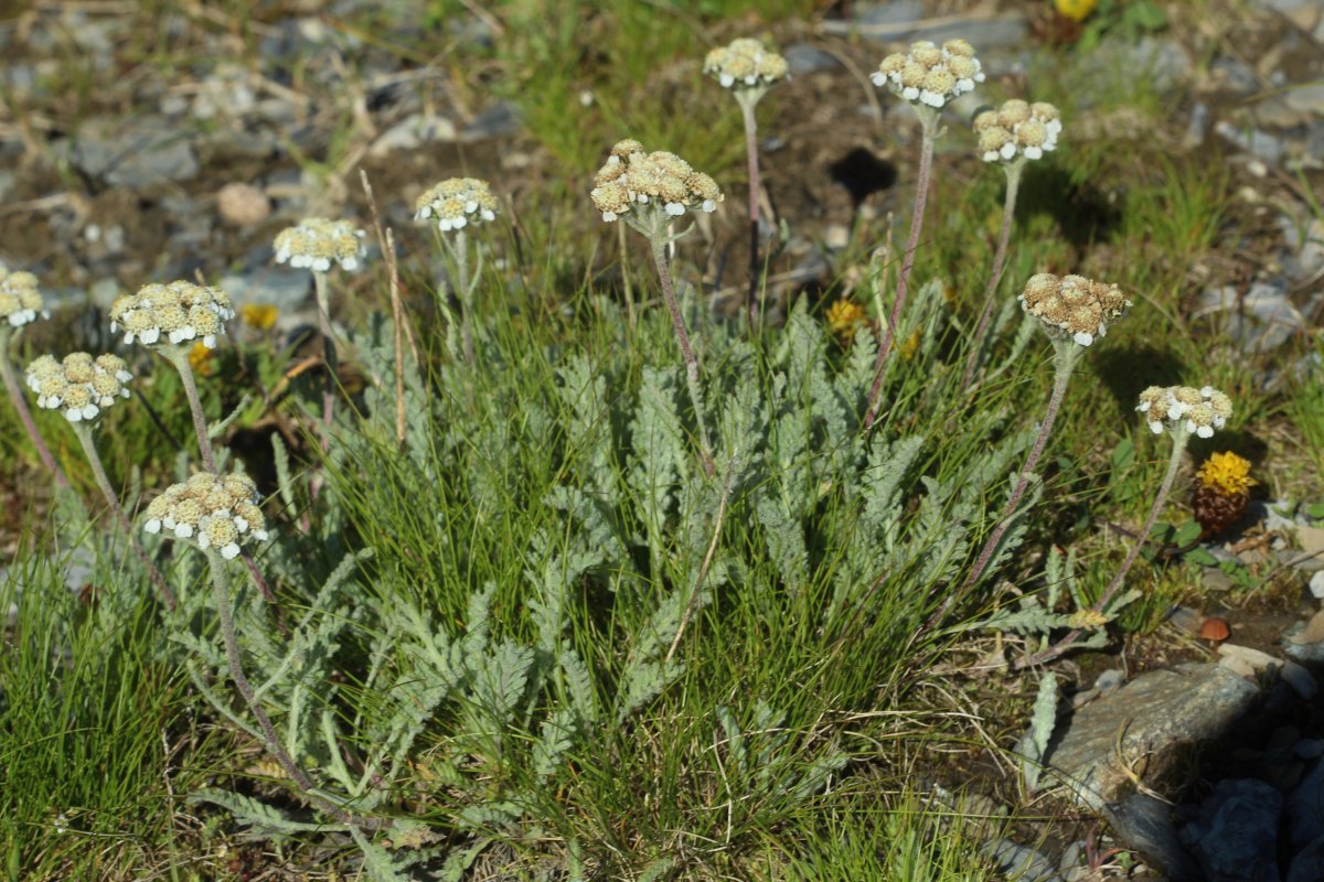 Achillea nana_IMG_5753.JPG