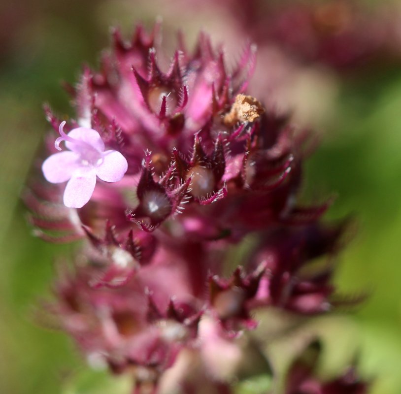 Thymus polytrichus_IMG_5773.JPG