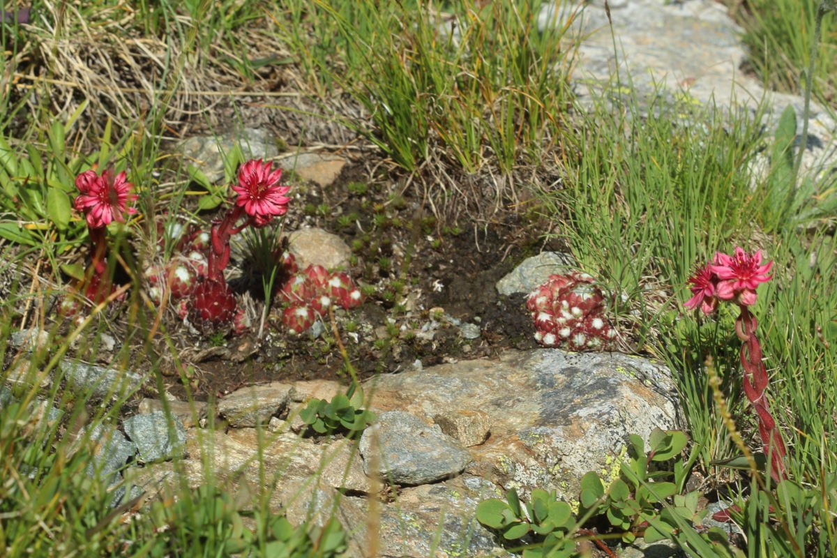 Sempervivum Spp_IMG_5777.JPG