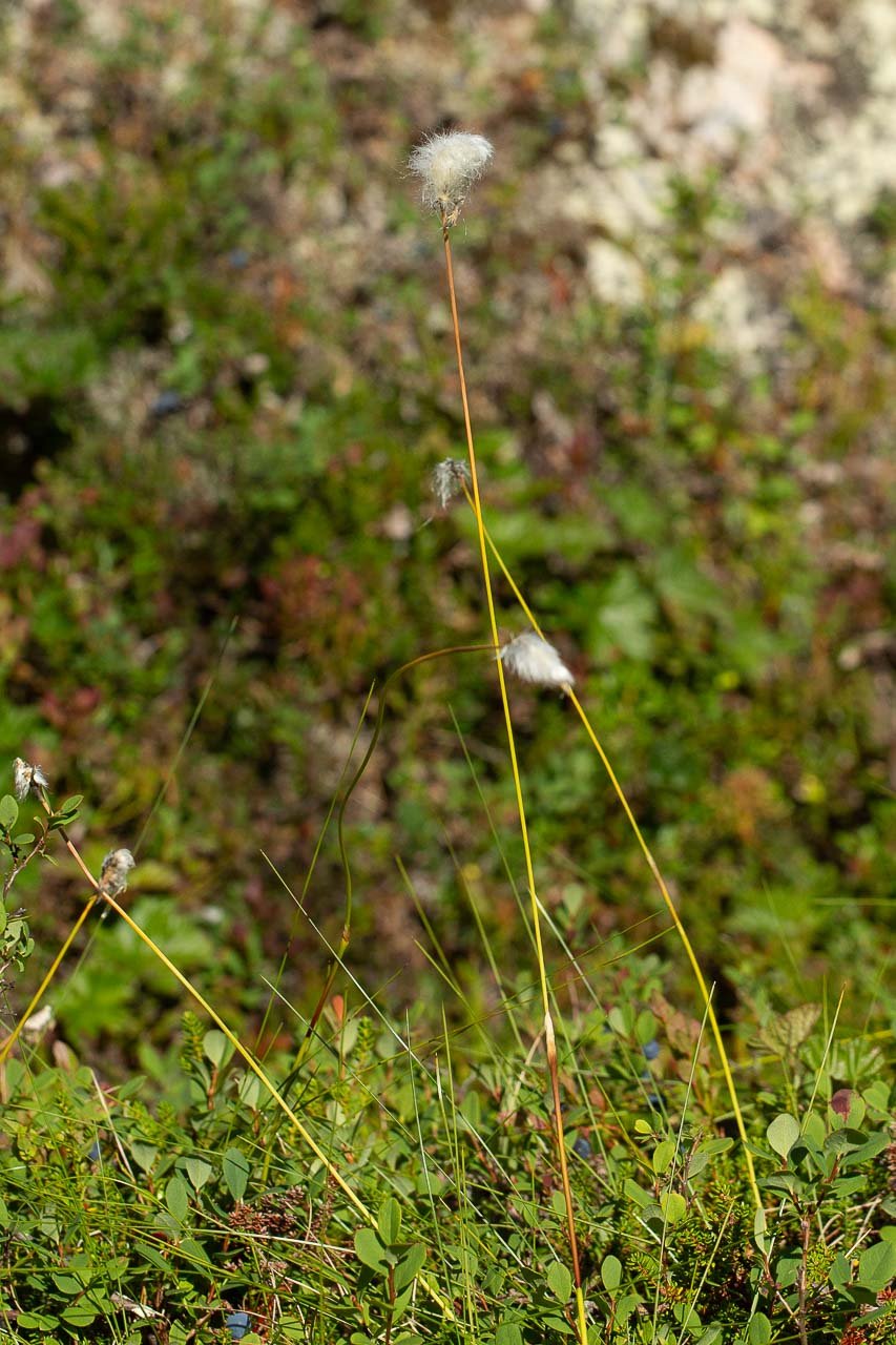 linaigrette 2.jpg