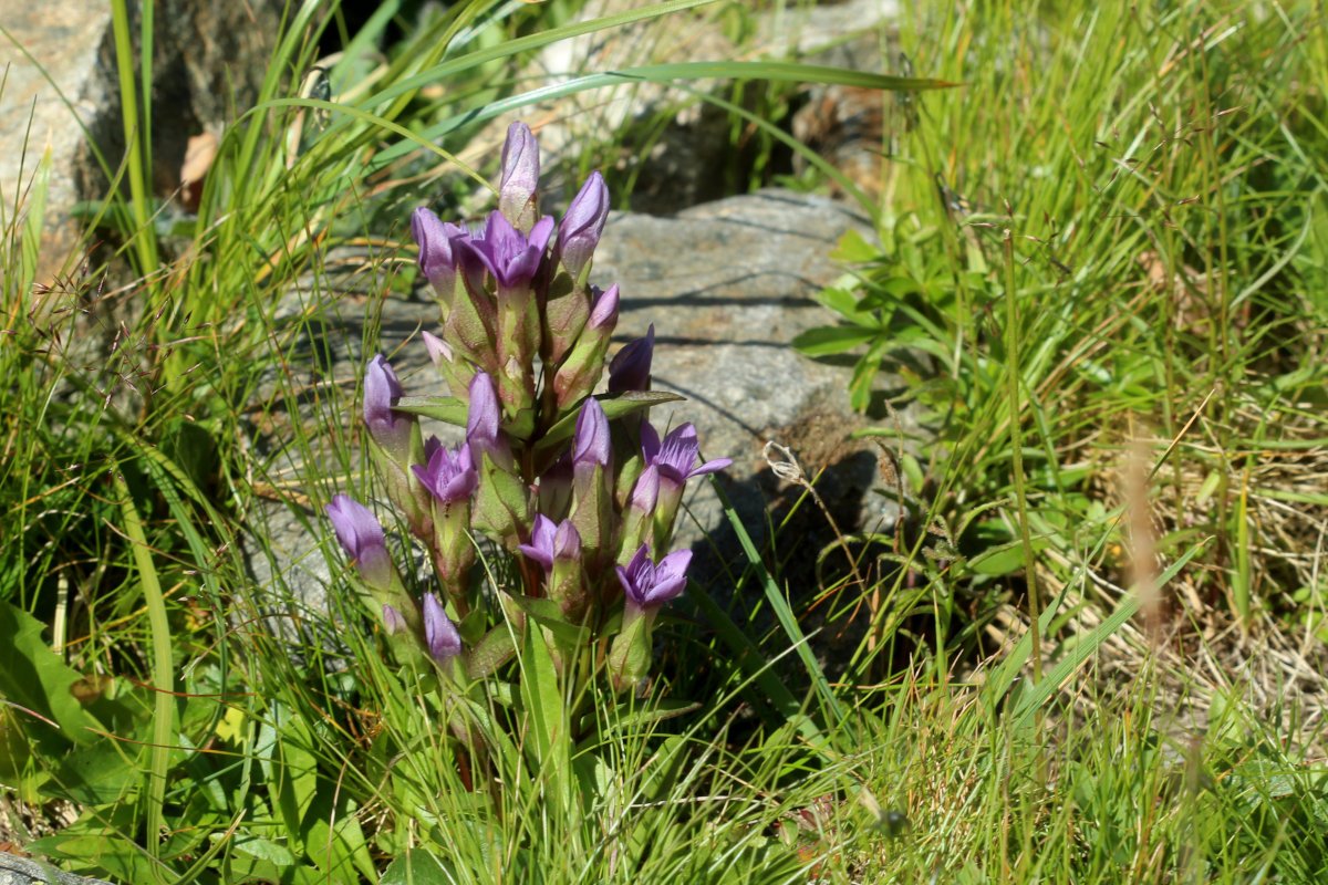 Gentianella campestris_IMG_5778.JPG