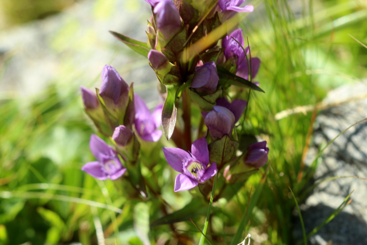 Gentianella campestris_IMG_5780.JPG