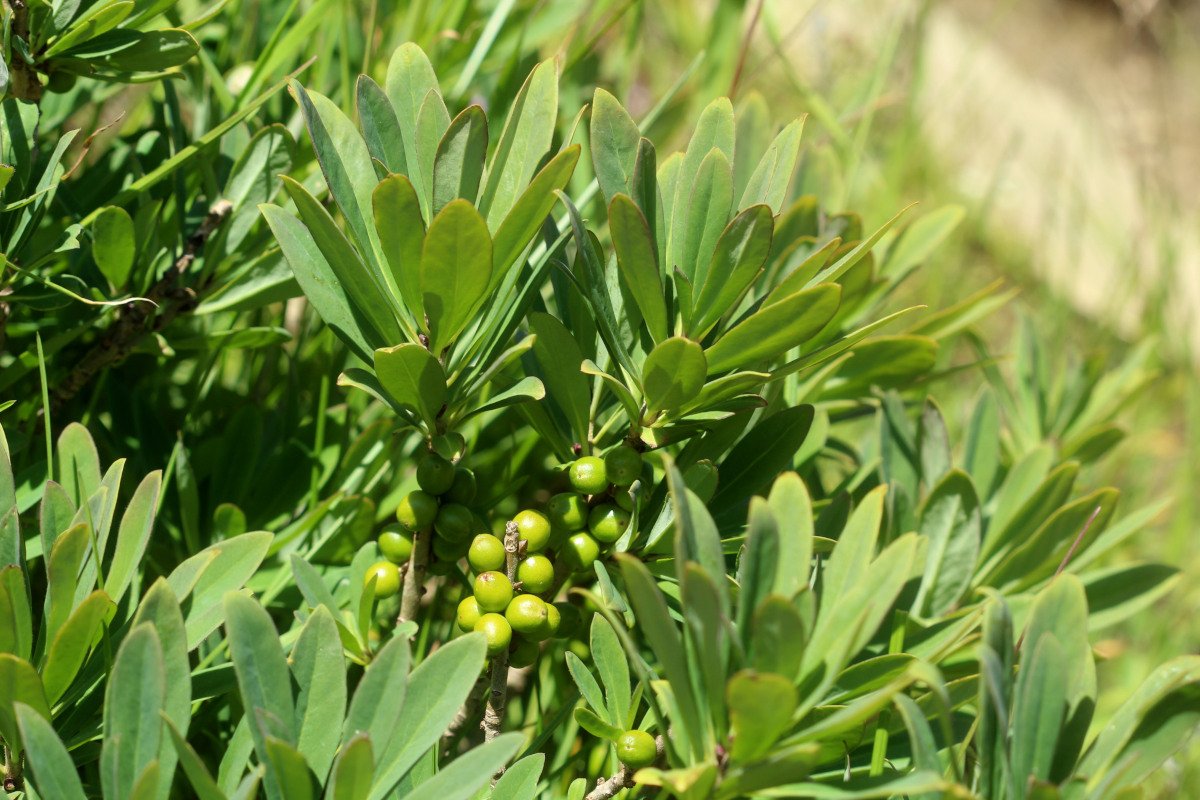 Daphne mezereum _IMG_5808.JPG