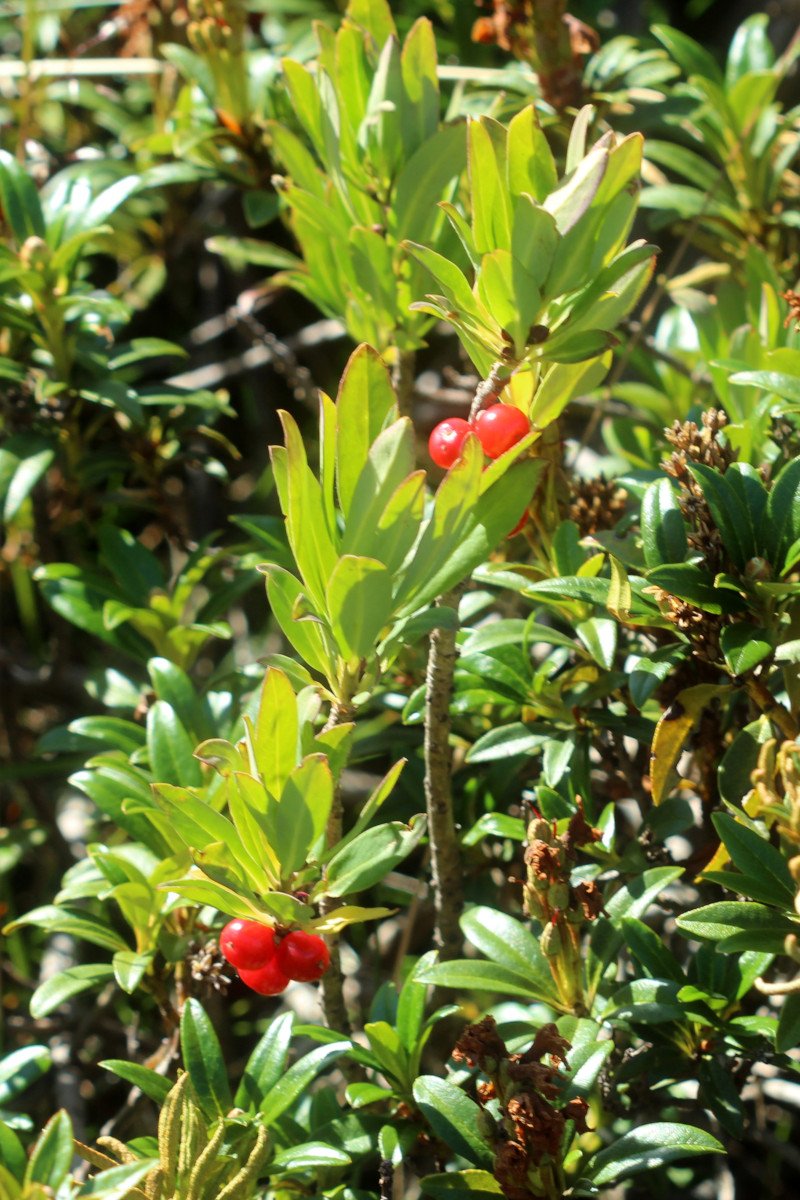 Daphne mezereum _IMG_5824.JPG