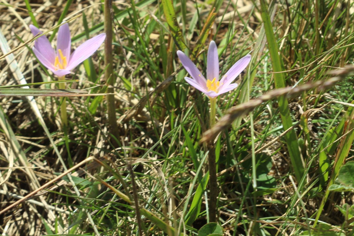 Colchicum alpinum_IMG_5813.JPG