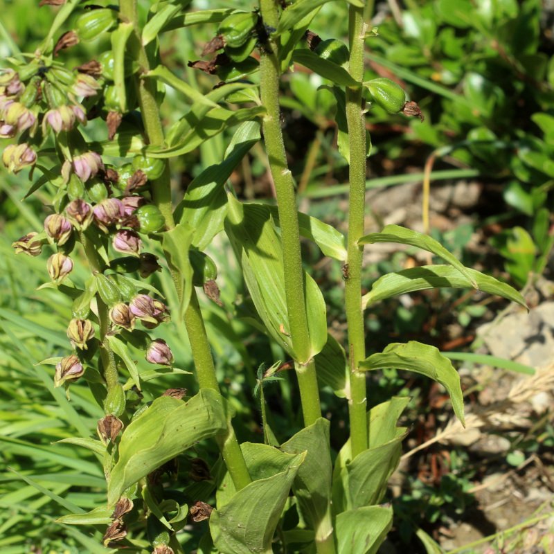 Epipactis helleborine_IMG_5849.JPG