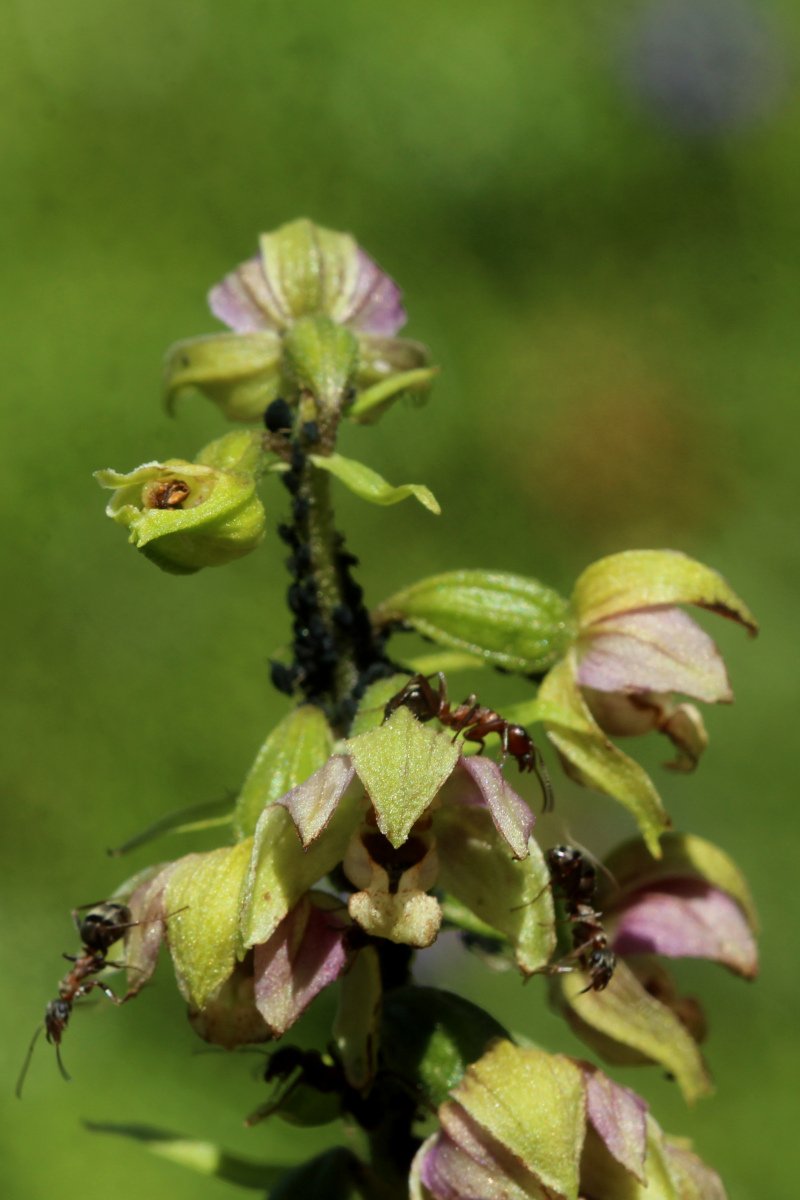 Epipactis helleborine_IMG_5850.JPG