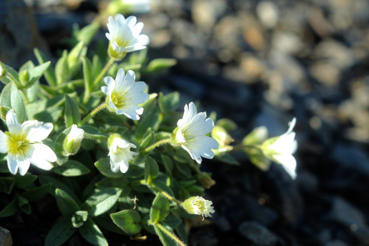 Cerastium latifolium_IMG_5720.JPG