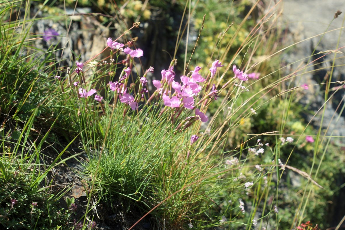 Dianthus_IMG_5917.JPG