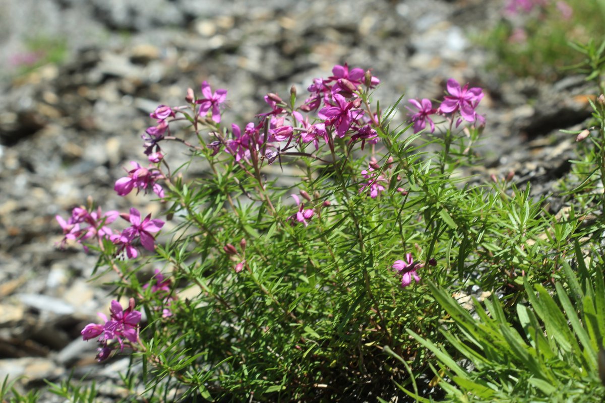 Epilobium dodonaei subsp. fleischeri_IMG_5921.JPG