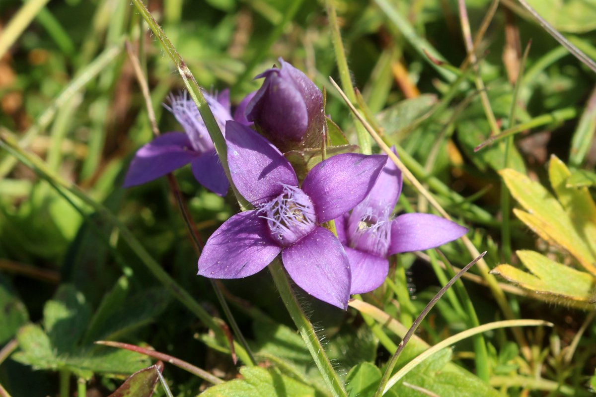 Gentianella campestris_IMG_5969.JPG