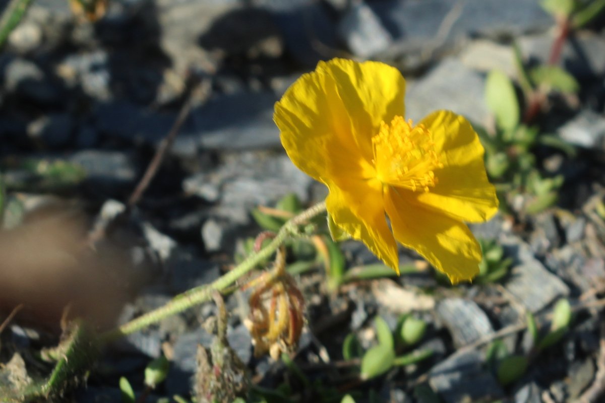 Helianthemum nummularium_IMG_5956.JPG