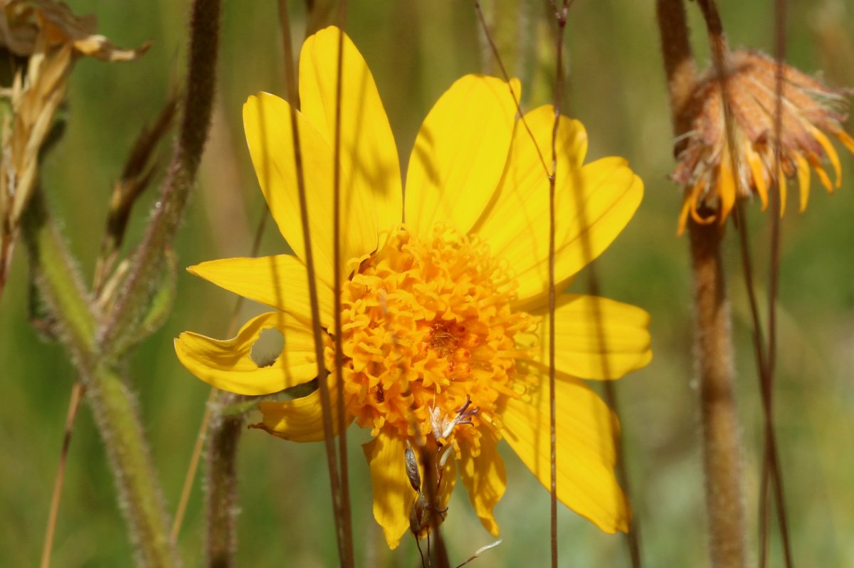 Arnica montana_IMG_5994.JPG