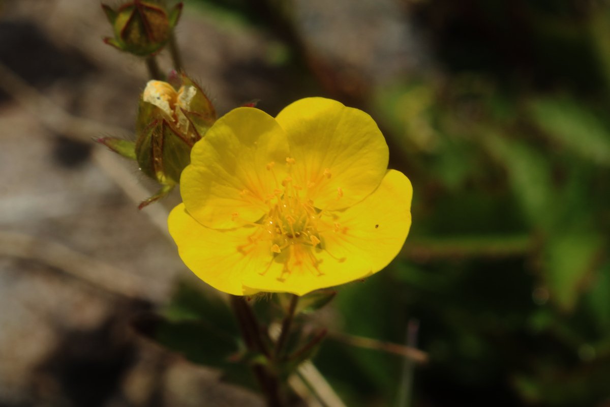 Potentilla grandiflora_IMG_6034.JPG