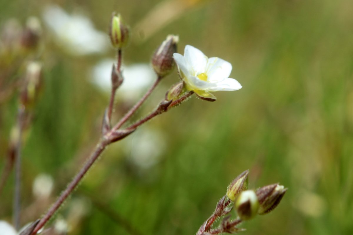 Saxifraga Spp_IMG_6038.JPG