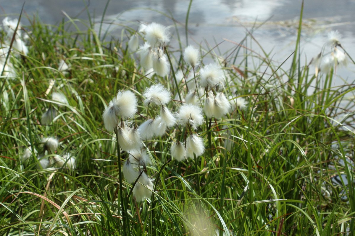 Eriophorum angustifolium _IMG_6062.JPG