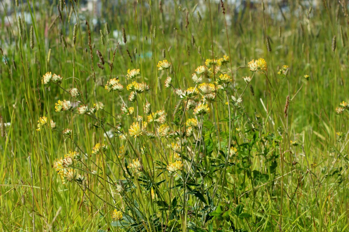 Anthyllis vulneraria_IMG_6089.JPG