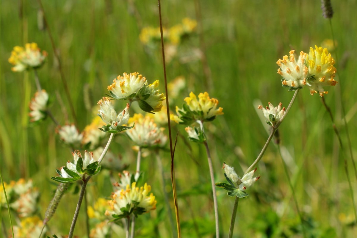 Anthyllis vulneraria_IMG_6090.JPG