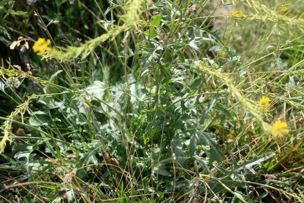 Sisymbrium austriacum_IMG_6108.JPG